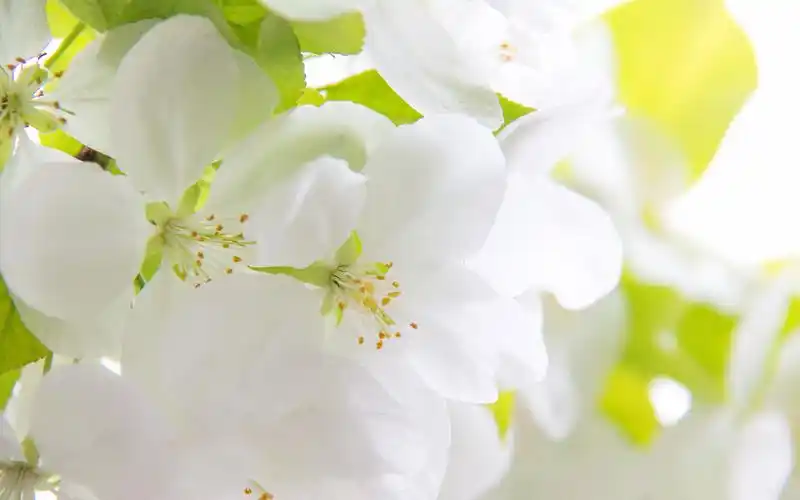清新纯白花卉高清桌面壁纸