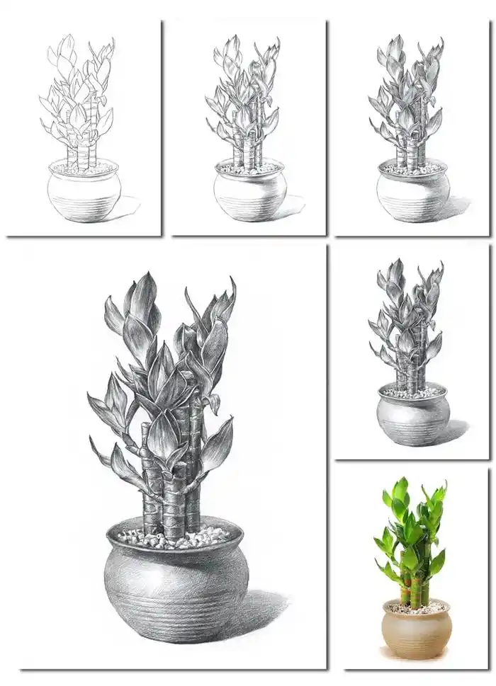 富贵竹素描植物绘画.素描花卉植物绘画步骤#零基础学画画 #绘 - 抖音