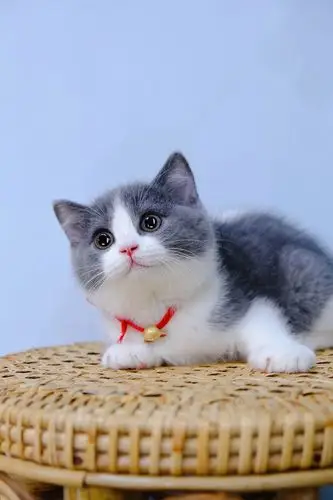 蓝白英短母正八大开脸浙江