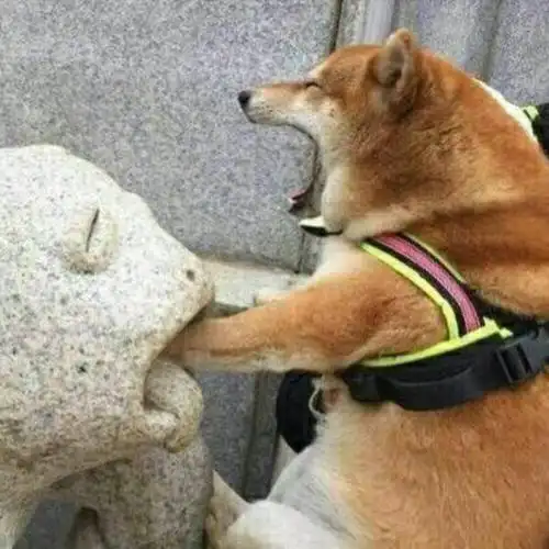 有没有好看并且沙雕的情头