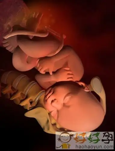孕期小百科:怀孕1一9月胎位变化图(彩色3d 图)(7)