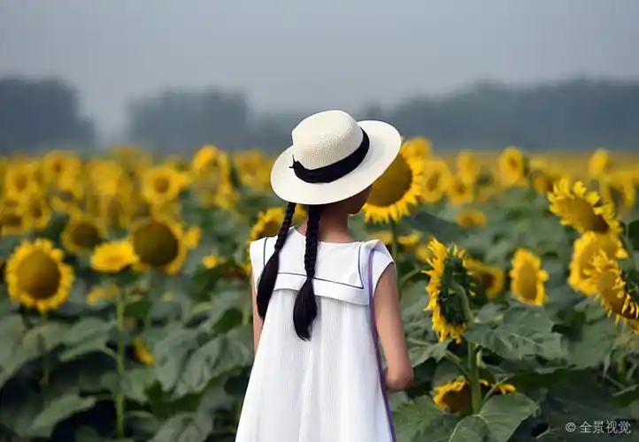 向日葵_花海_中的_美女_背影_图片大全—全景创意图库(quanjing.