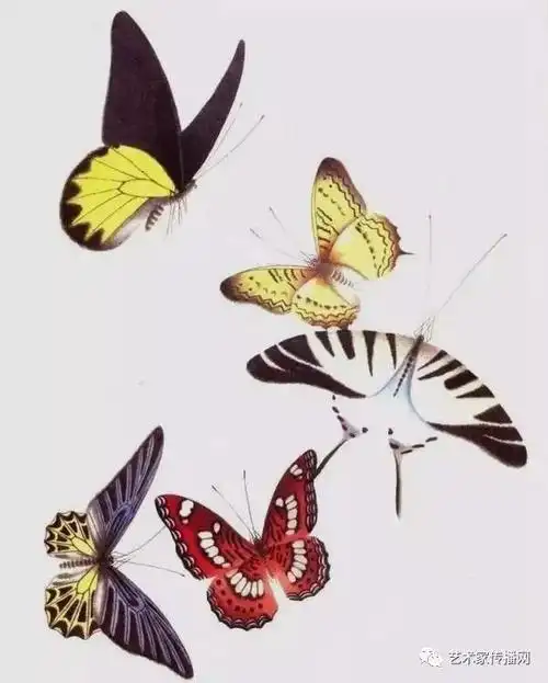 画蝶三剑客的工笔蝴蝶欣赏|画家|百蝶图|张大千|工笔画|齐白石_网易