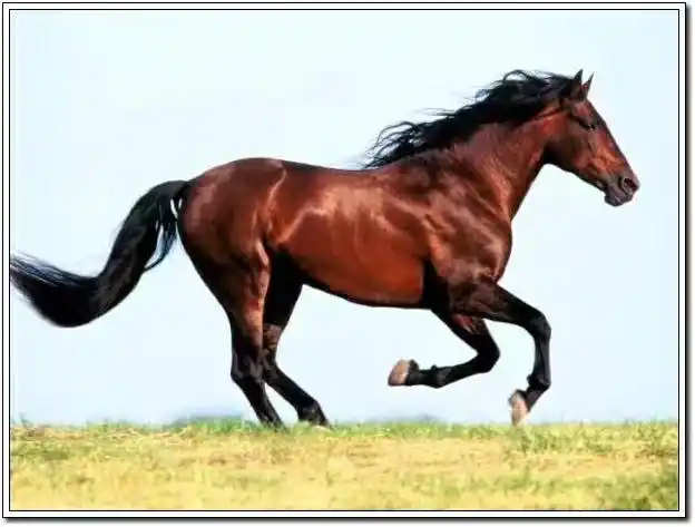 骏马图(2020.2.13.