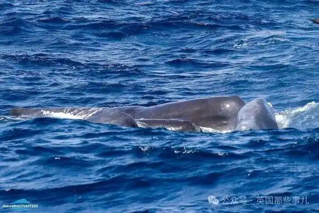 大海|峡谷|鲸鱼|逆戟鲸_网易订阅
