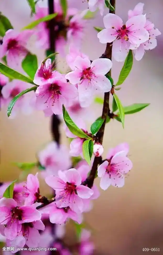 三月桃花开.#桃花红了三月开,多少金蜂爱?柳色青青燕归来,不 - 抖音