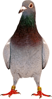 神圣和平的使者～最美丽的信鸽及动态图!