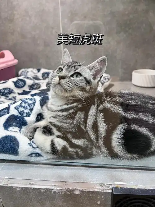 我是美短虎斑爱吃小鱼冻干0元跟你回家