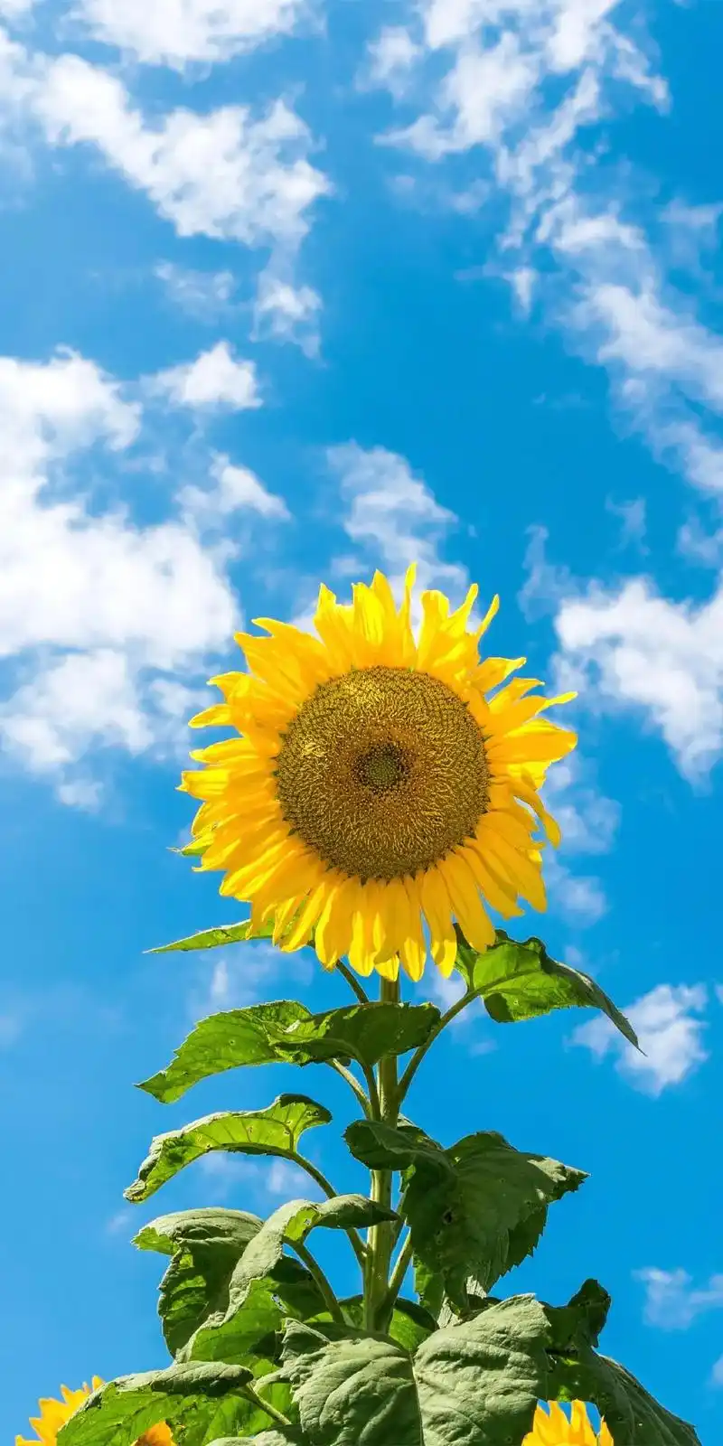 向日葵高清全屏手机壁纸合集