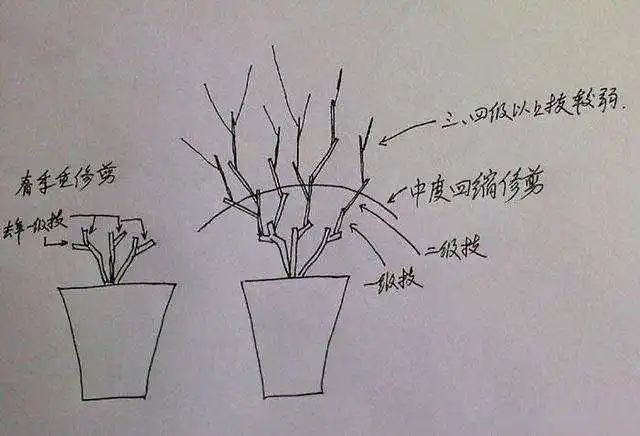 原创养护茉莉技巧多,花后不能忘修剪,一茬接一茬的开满盆