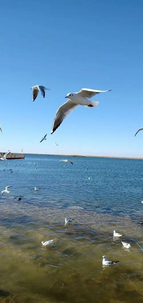 额吉纳居延海海鸥