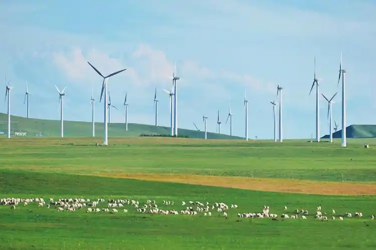 夏至已过,野花竞相绽放,是时候安排一场草原之旅了