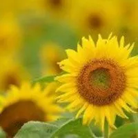 一切阳光灿烂带字的风景照微信头像【点击鼠标右键下载】