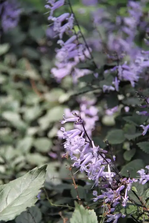 唇形科香茶菜属