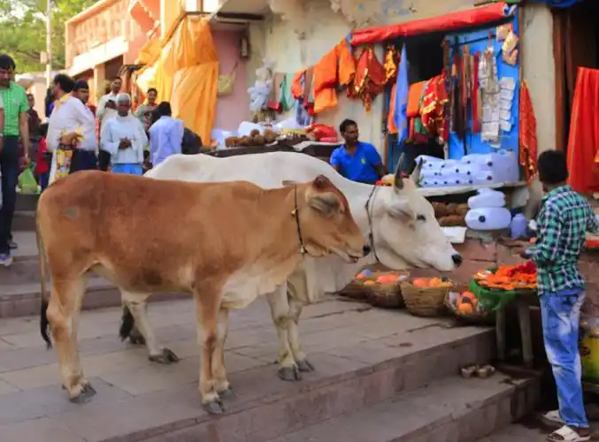 印度牛当神不能屠宰,满大街跑的都是牛.
