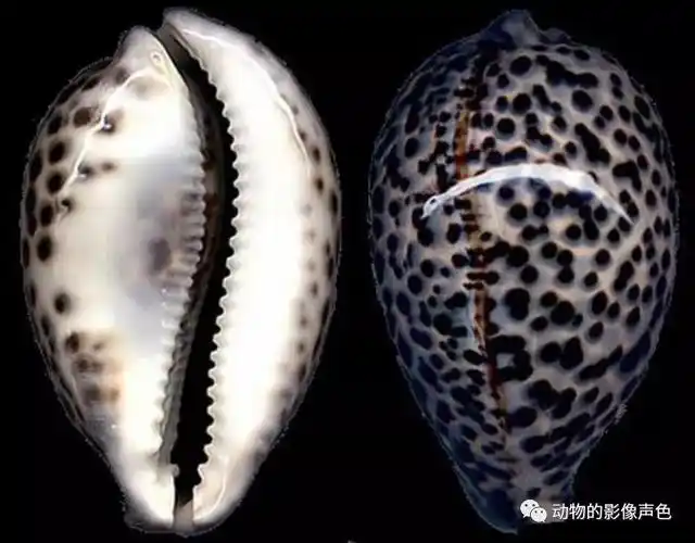 珍贵的虎斑宝贝,再不好好保护可能就要灭绝了