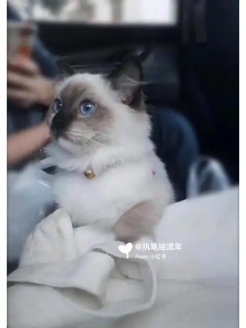 布偶跟美短串串有多可怕