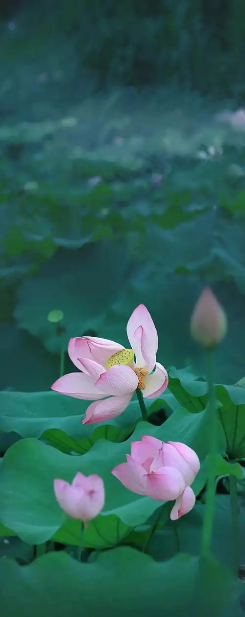 清新绿色护眼荷花壁纸