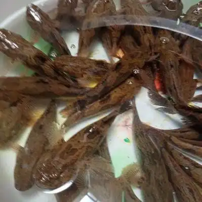 永州笋壳鱼价格行情走势 - 一亩田