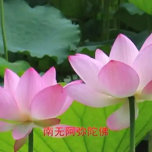 愿:好人一生平安……祝愿天下人远离灾难,百病皆除……南无阿弥陀佛