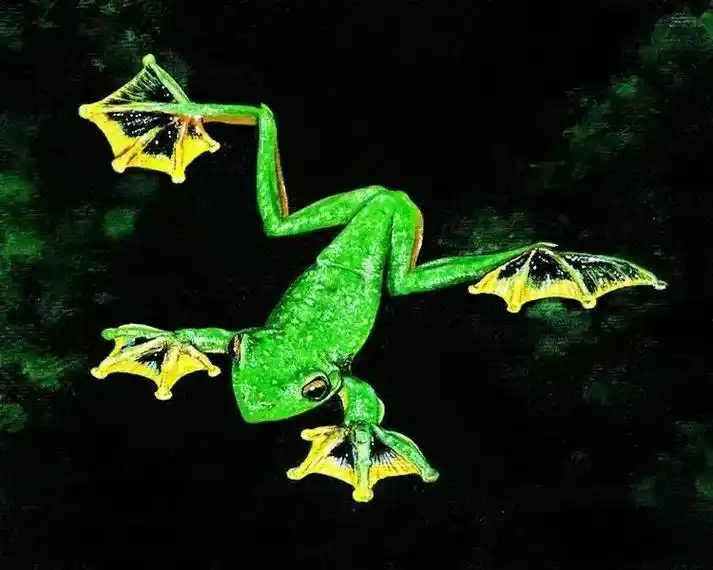 会飞的蛙黑蹼树蛙成体