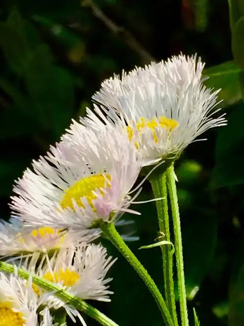 飞蓬小野花一一留在记忆中的童年(2020/04/20)