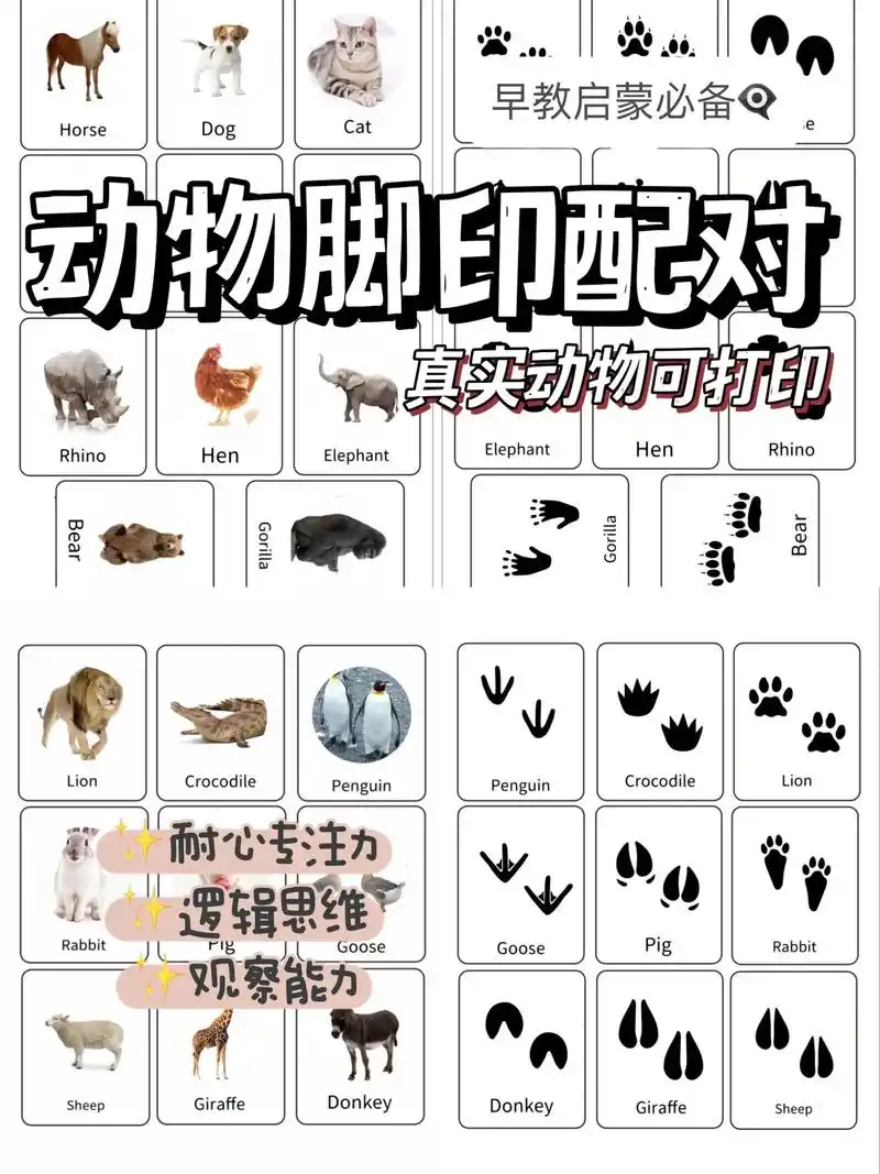 真实动物脚印丨动物细节拓展丨在家早教.