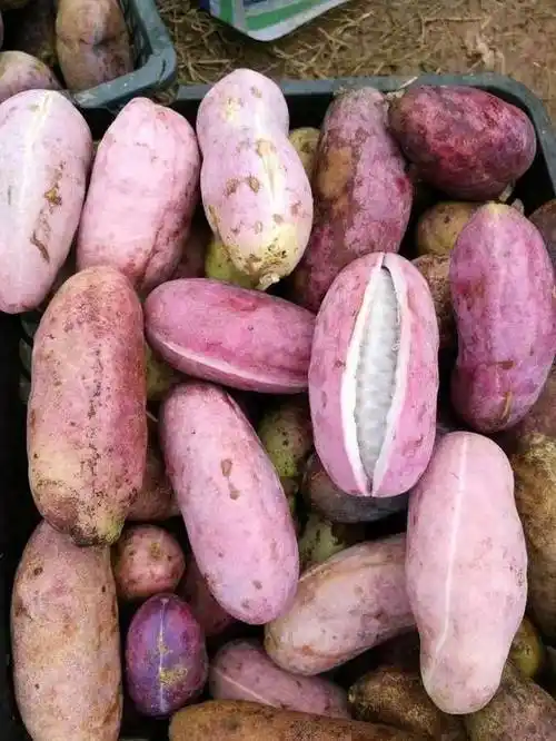 这些不常见的水果你吃过几种?(下)