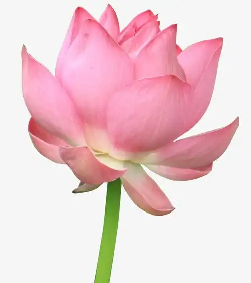 关键词 : 荷花,莲花,粉色荷花,水芙蓉,鲜艳,漂亮[声明] 觅元素所有