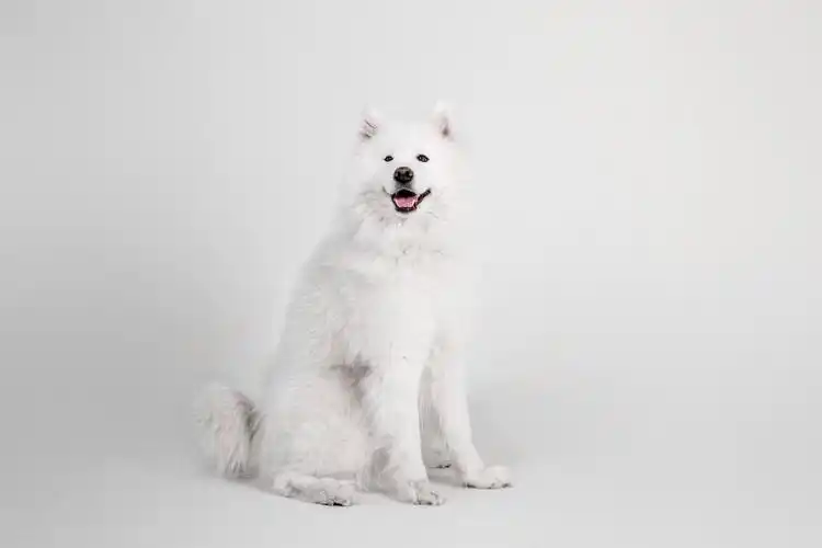 美丽的白雪公主萨摩耶德犬在白色背景上