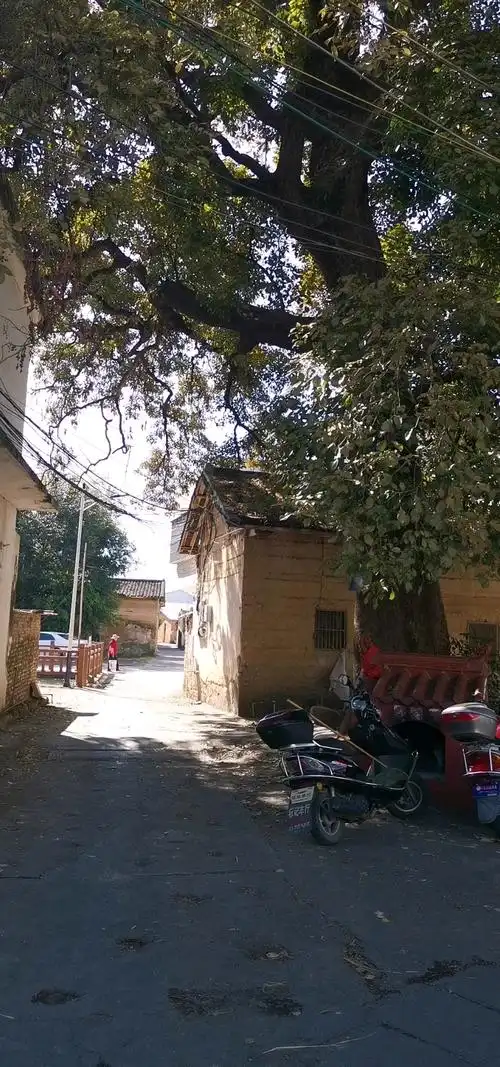 乡村生活#选个时间,站在光影斑驳的树下,挽一怀