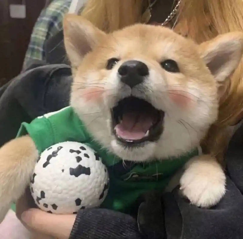 狗狗头像② 一波帅气又可爱的狗狗头像