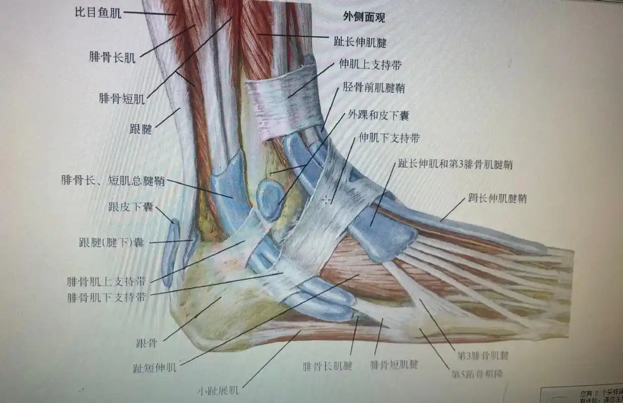 跟我学医系列.足踝,小腿图解 看看你们的脚长啥样 #医学科普 - 抖音
