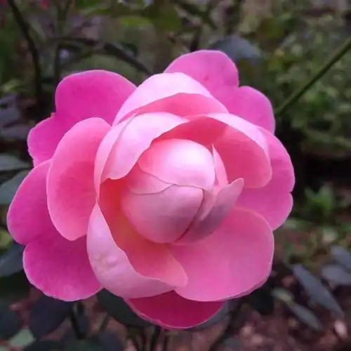 中老年头像大全女人微信头像花朵唯美图片