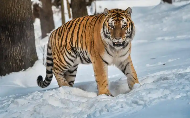 生性威武的东北虎