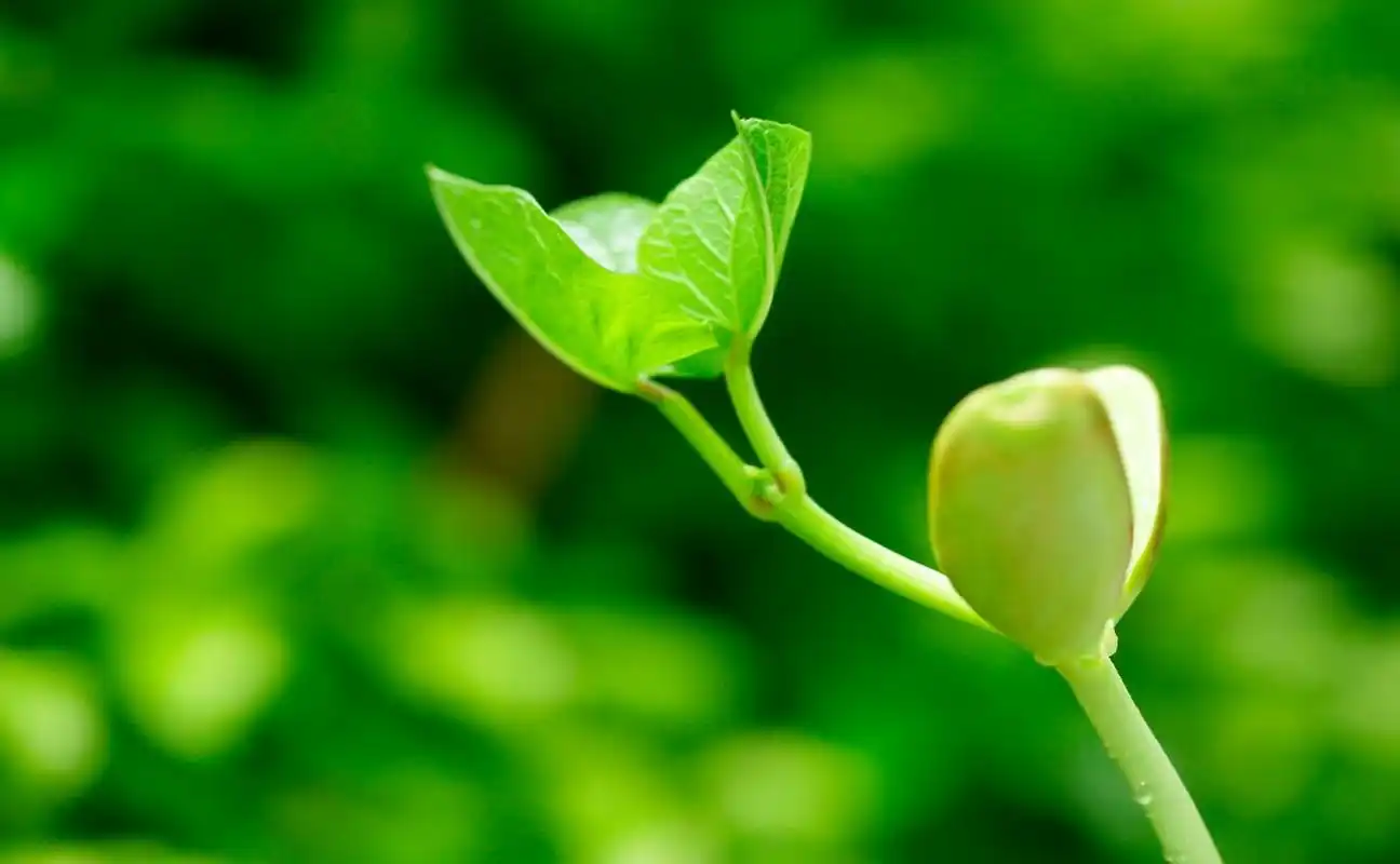 绿色对眼睛确实有保护作用.