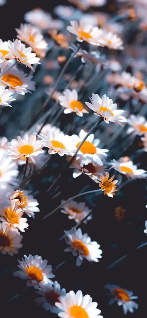 "小说中惊艳世俗的句子"