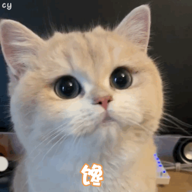 猫咪表情包动图