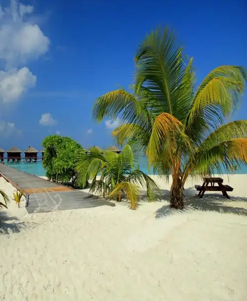 极惠家 大海背景布 大海沙滩蓝天白云海边椰树风景主播拍视频段子直播