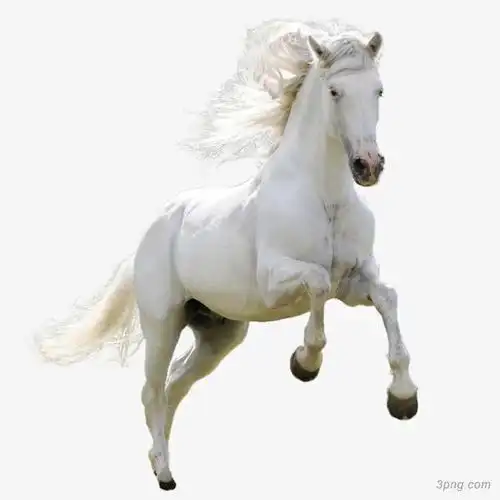 一匹白马png素材透明免抠图片-动植人物