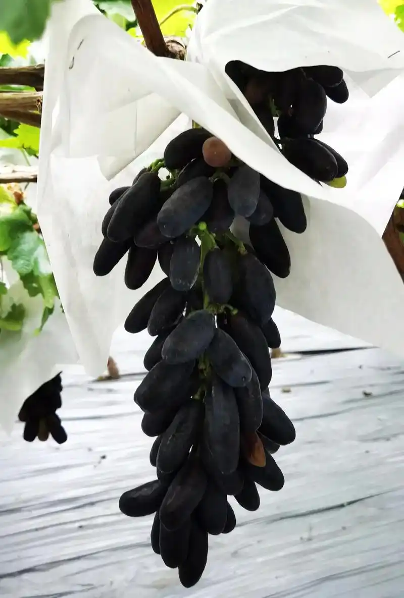 新城水南葡萄基地,绿色水果葡萄顺口好吃 ,#只有照片能记录这 - 抖音