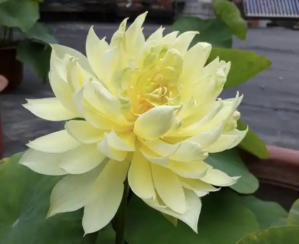 世界上最黄的荷花――秣陵秋色