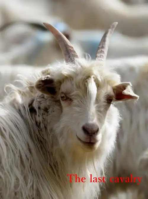 山羊作业之三:你看着我 - 美篇