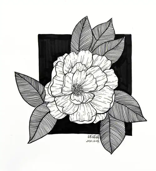 黑白装饰画打卡练习线条控笔继续加油94#画画  #针管笔手绘  #花卉