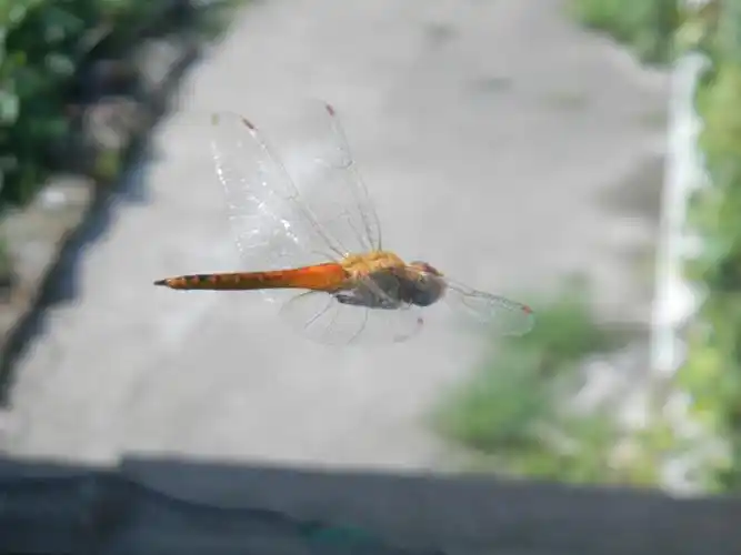 你知道蜻蜓为什么低飞吗 【天泰文具 妙笔偶得】