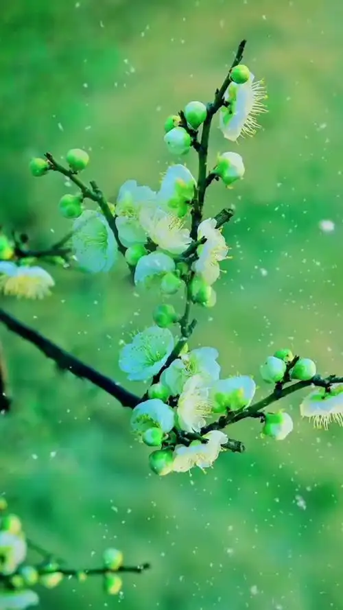 绿梅含情醉白头飘雪不解心中愁