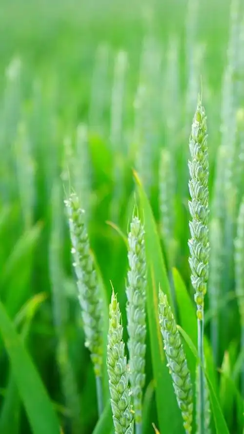 让你放松下吧～,绿色养眼的壁纸图片(绿色养眼小清新系列壁纸)