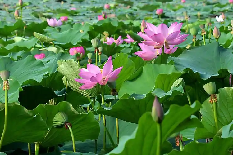 关于荷花的文章 诗句2