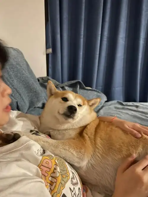 我的小狗好像萎靡不振的中年男人