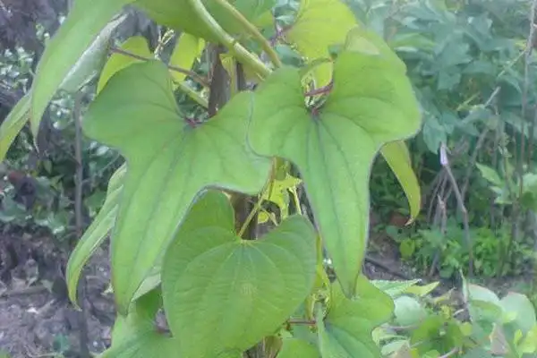 山药_山药图片_山药的功效与作用 - 青草的日志 - 网易博客